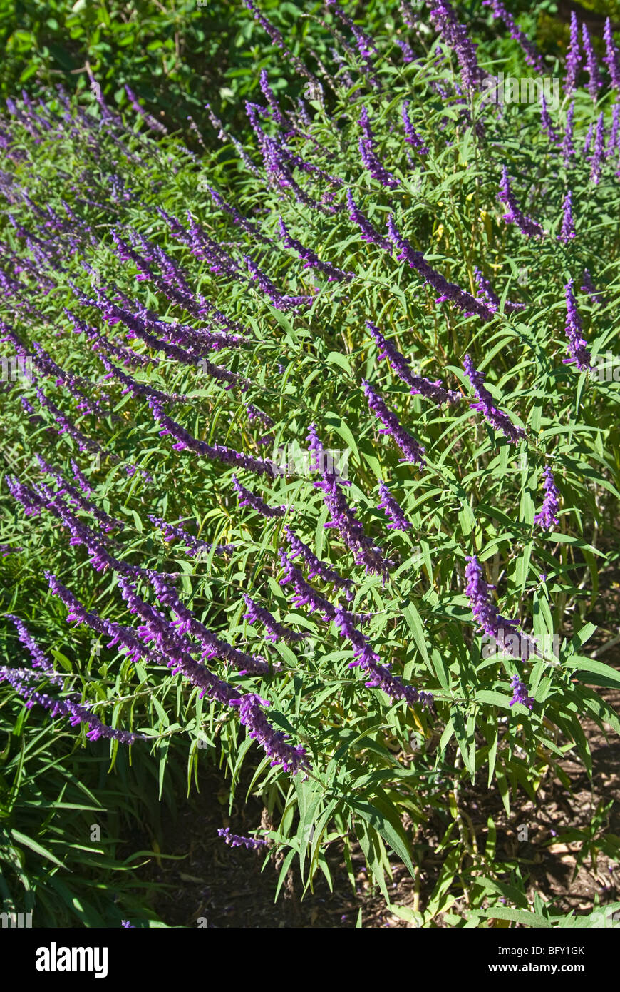 Salvia leucantha, Mexican bush Sage Stock Photo