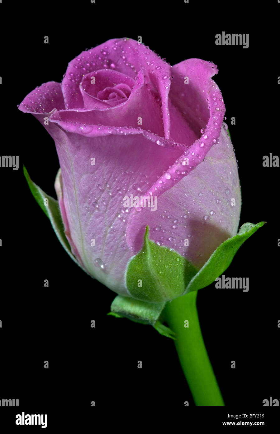 Bailey rose hi-res stock photography and images - Alamy