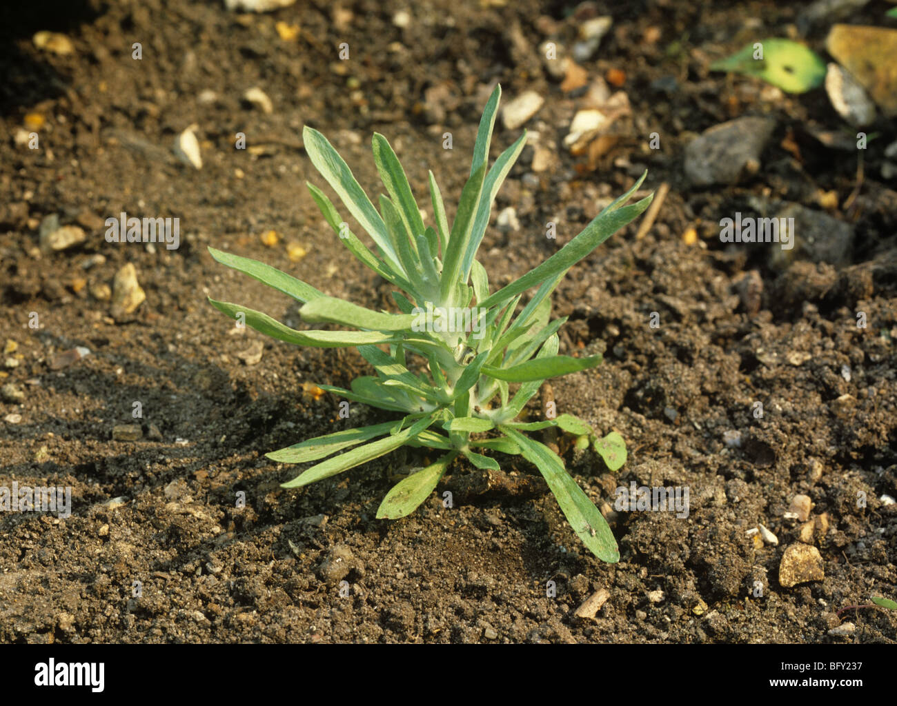 Marsh cudweed (Gnaphalium ulignosum) plant Stock Photo