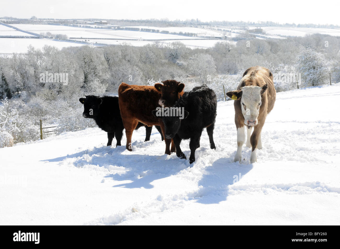Cattle in the snow as the sun emerges Stock Photo