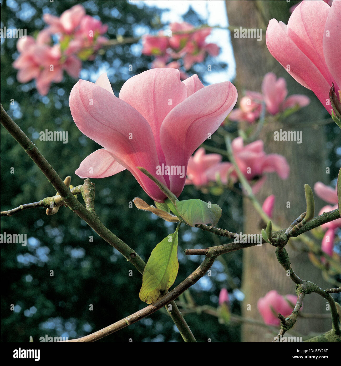 Flowering Magnolia Stock Photo