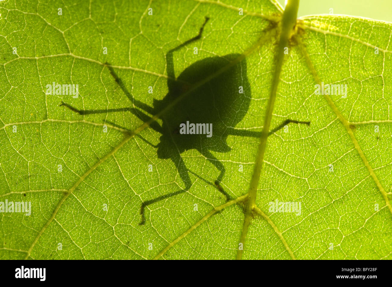 cimice bug Pictomerus bidens contoluce foglia luce insetti insect light trasparenza trasparency Alpe del Viceré Lecco lombardia Stock Photo