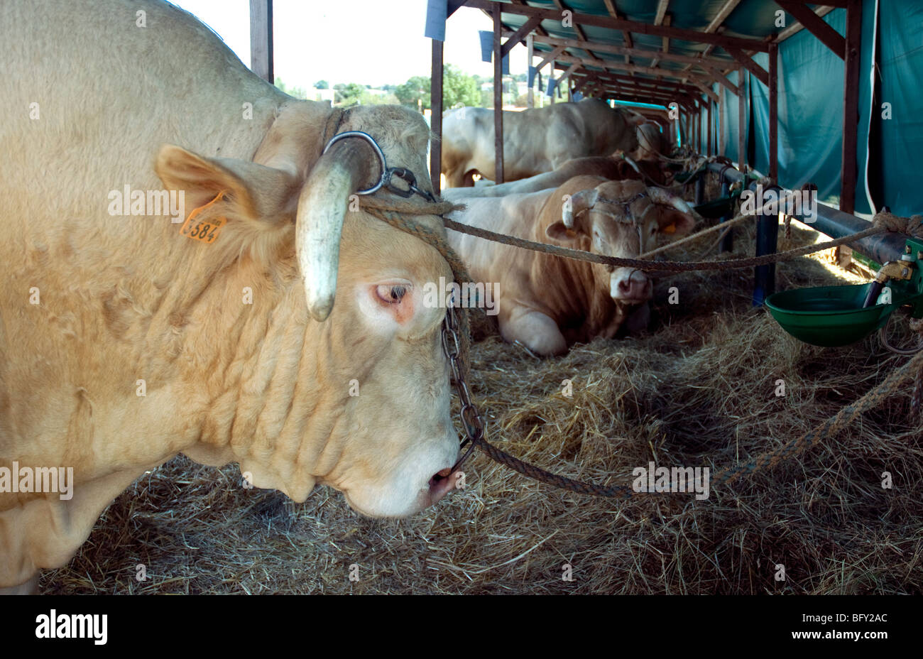 Blonde d'Aquitaine bulls in their pen at the Gascogne Expo fairground in Auch Stock Photo