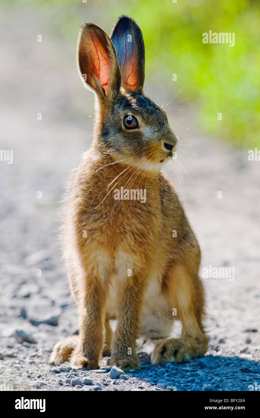 Brown Hare on farm track Stock Photo Alamy
