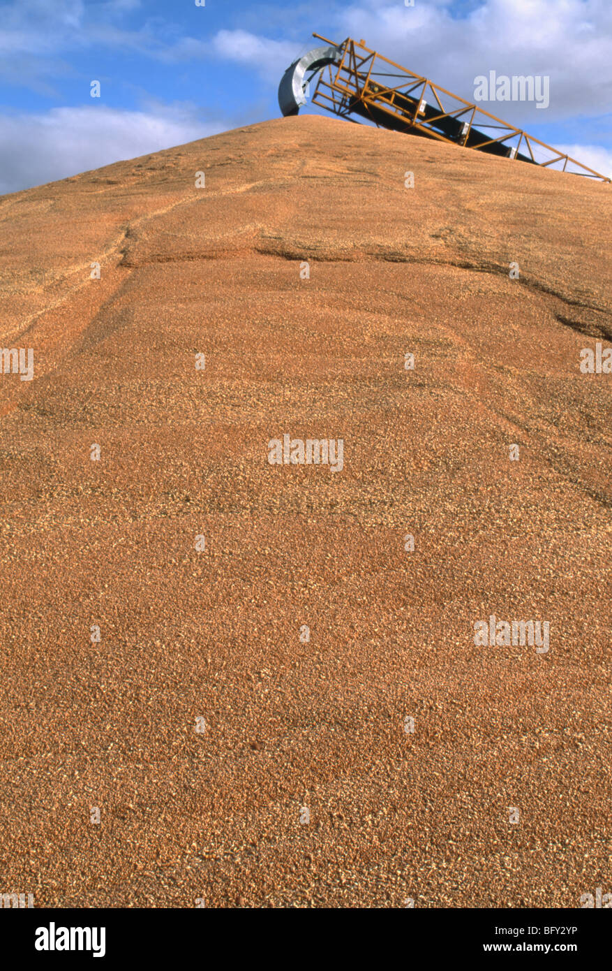 Wheat piled outside as temporary storage during a bumper year. A grain conveyor creates the pile in Toodyay, Western Australia. Stock Photo