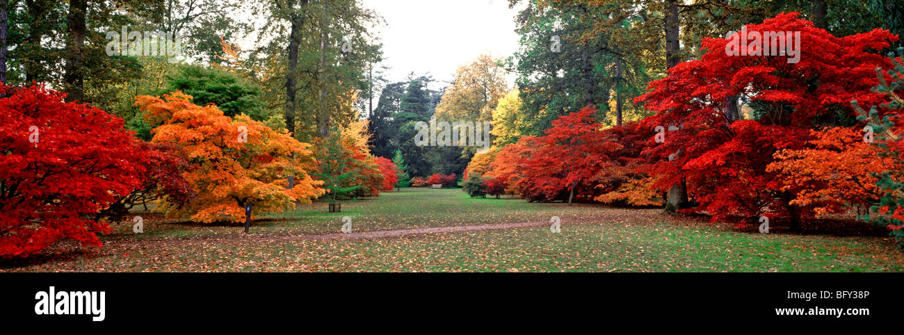Panoramic View Of The Wonderful Autumn Colours At Westonbirt Arboretum Panoramic View Of The Wonderful Autumn Colours At Westonbirt Arboretum