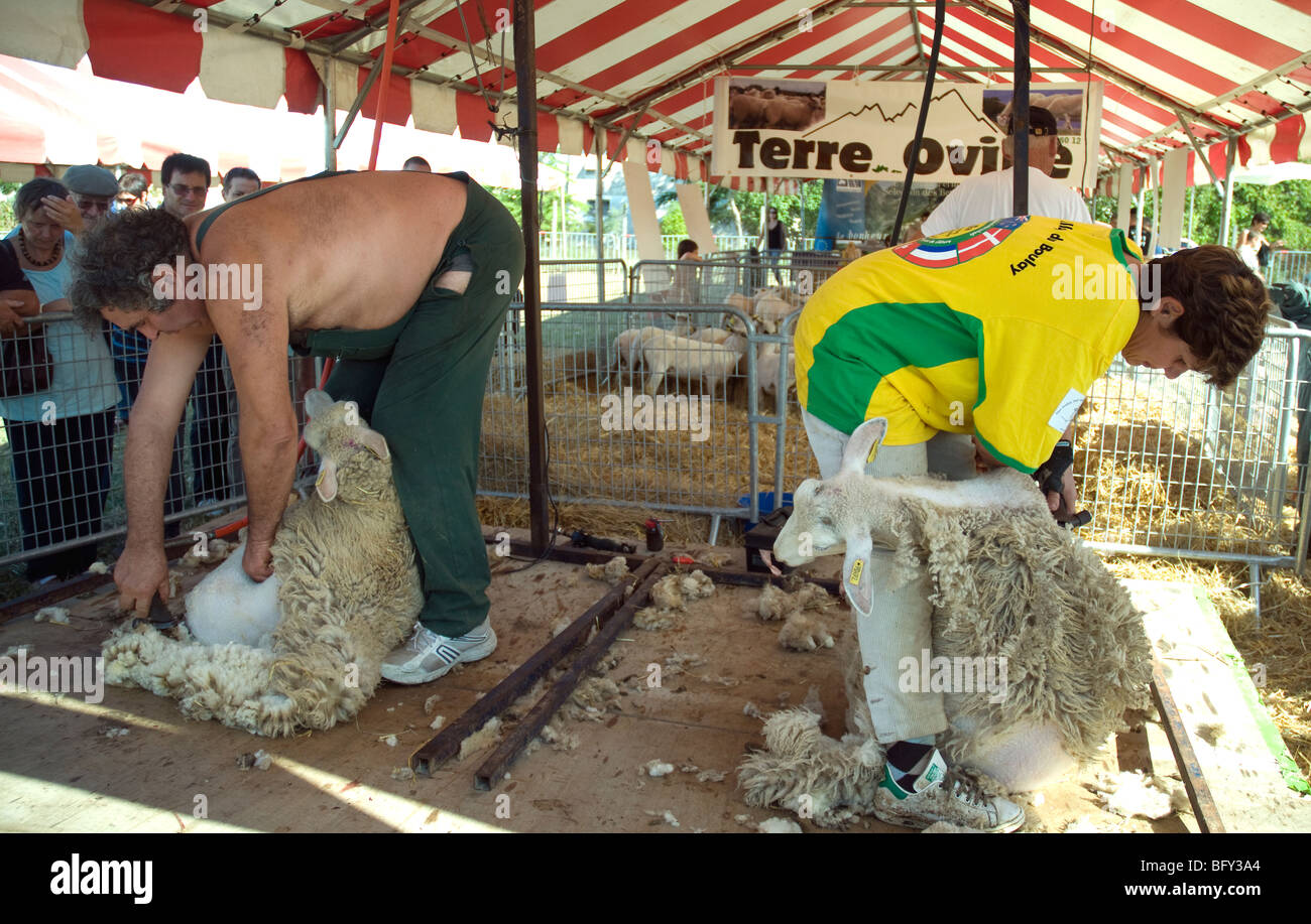 Sheepshearing on display at a Gascon agricultural fair Stock Photo