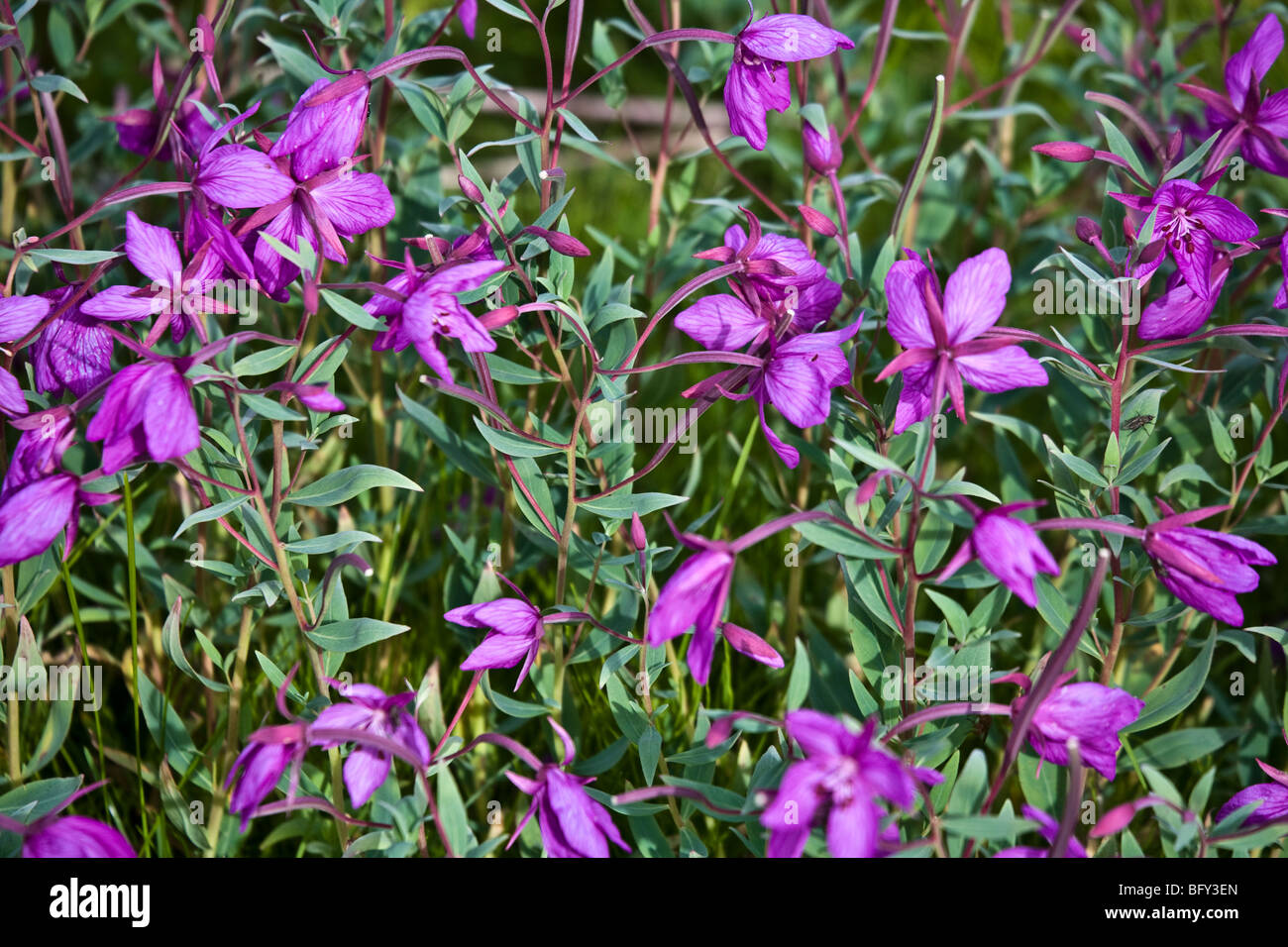 Greenland's national flower is the broad-leaved willowherb. Sisimiut, Greenland. Stock Photo