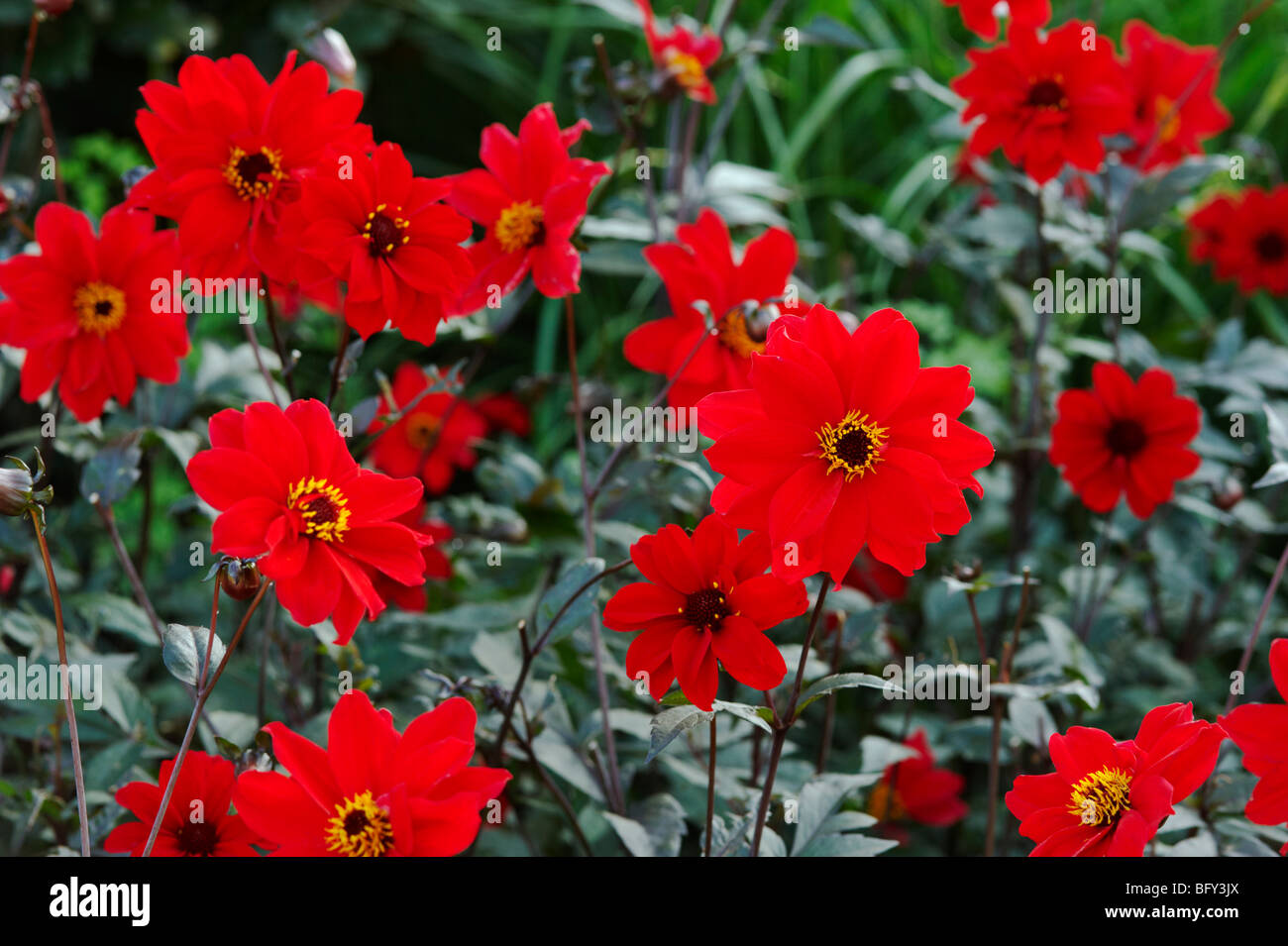 Dahlia Bishop Of Llandaff Stock Photo Alamy