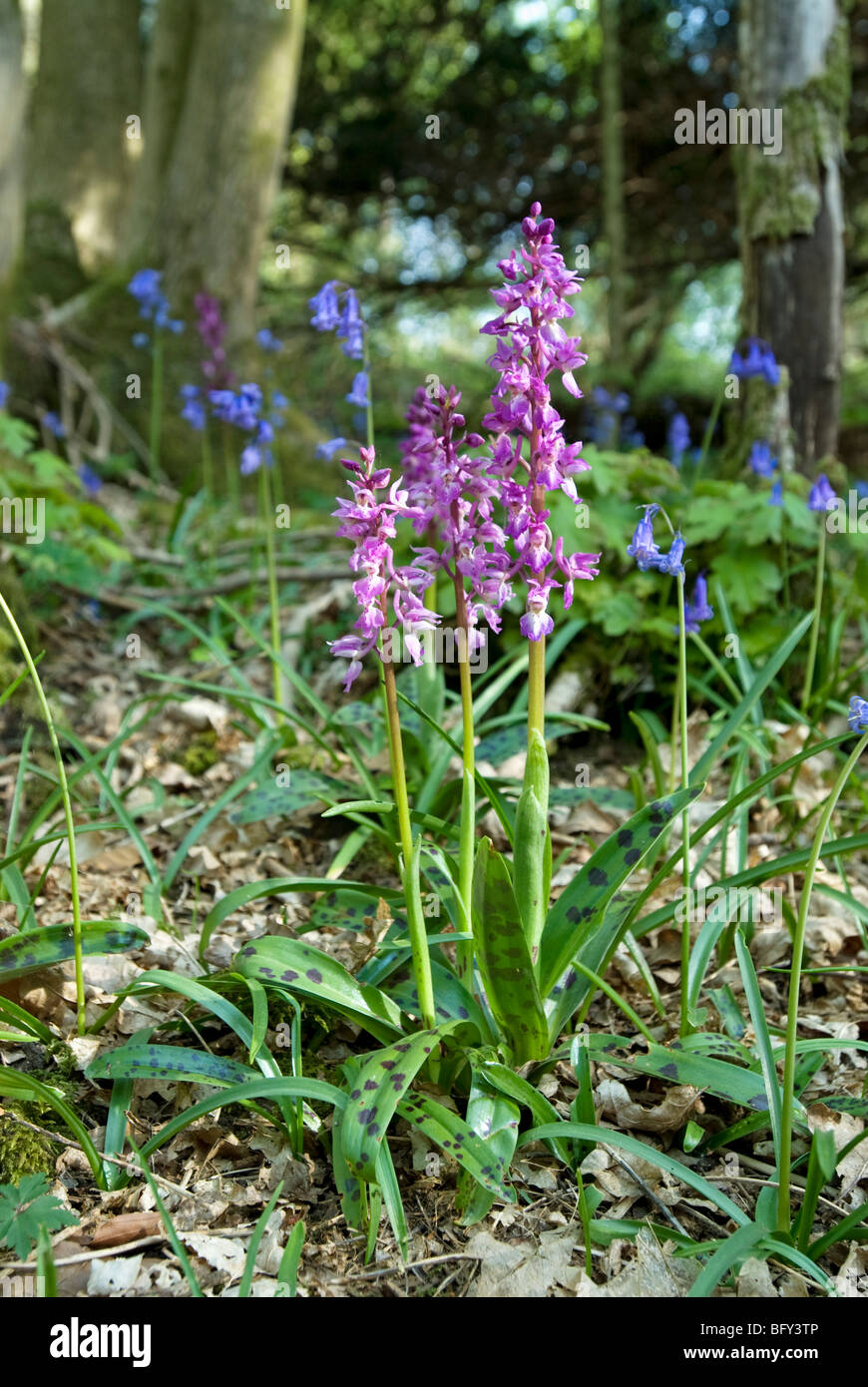 ORCHIS MASCULA; EARLY PURPLE ORCHIDS Stock Photo
