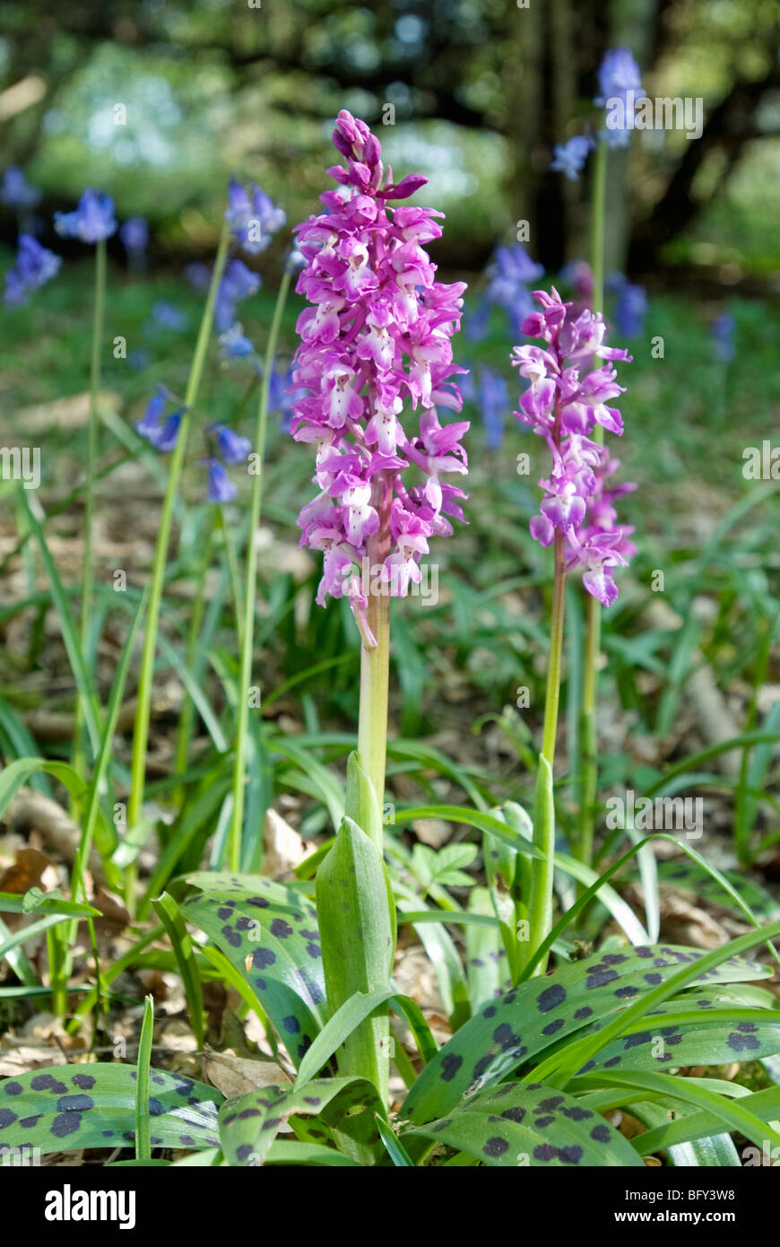 ORCHIS MASCULA; EARLY PURPLE ORCHID Stock Photo