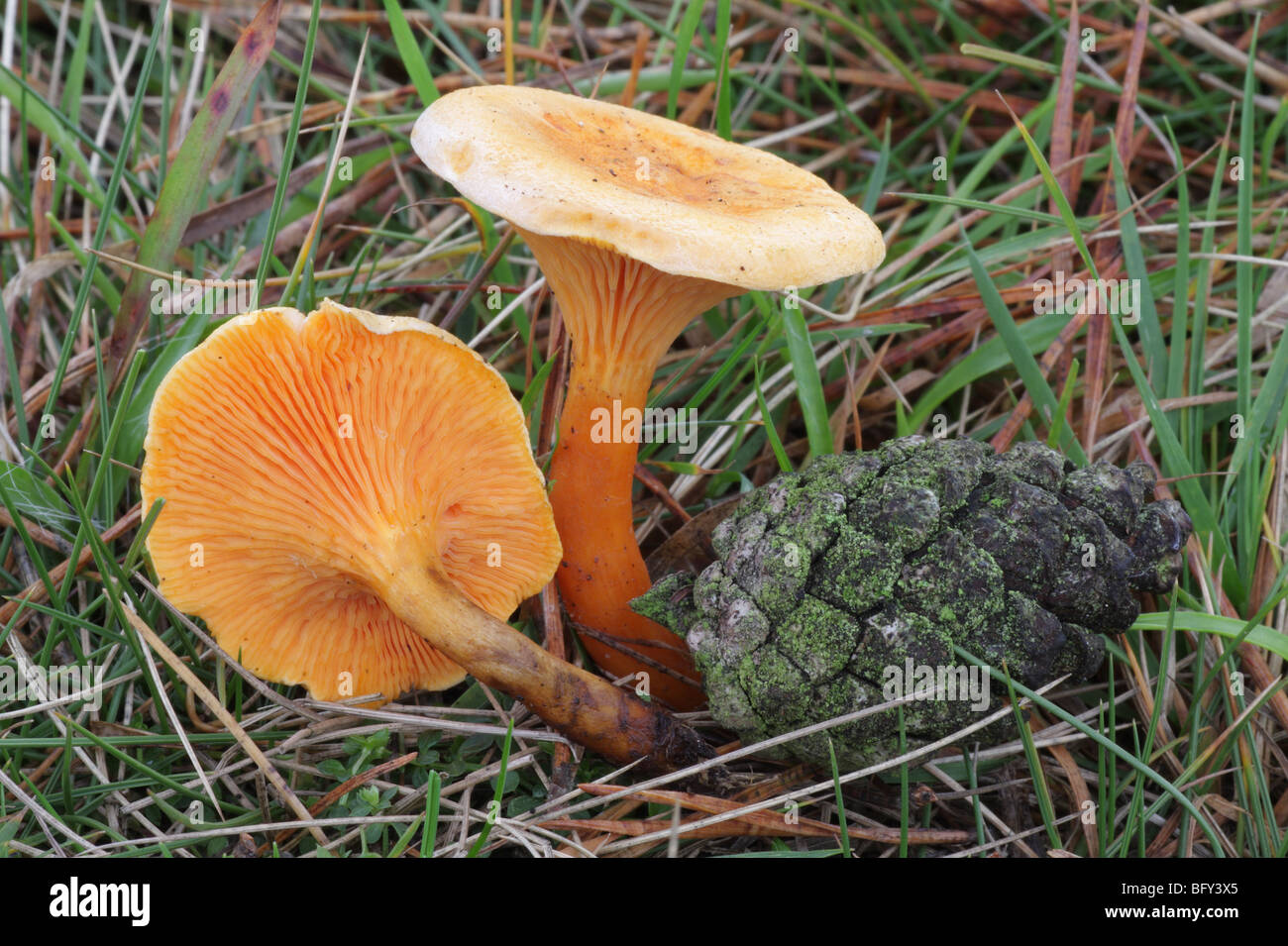 False Chanterelle - Hygrophoropsis aurantiaca Stock Photo