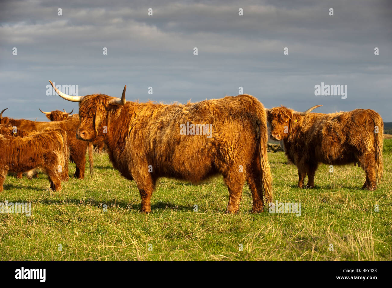 Highland cattle out on hillside Stock Photo Alamy