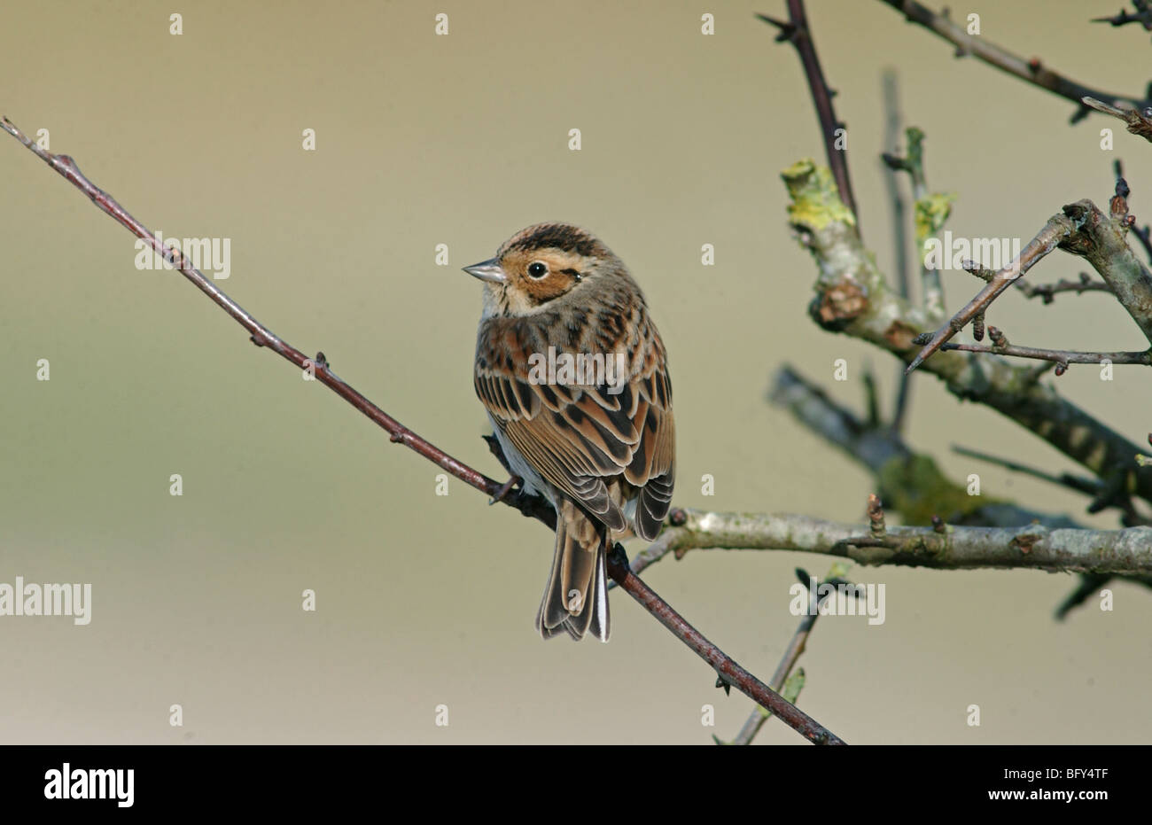 Little Bunting perched on branch Stock Photo