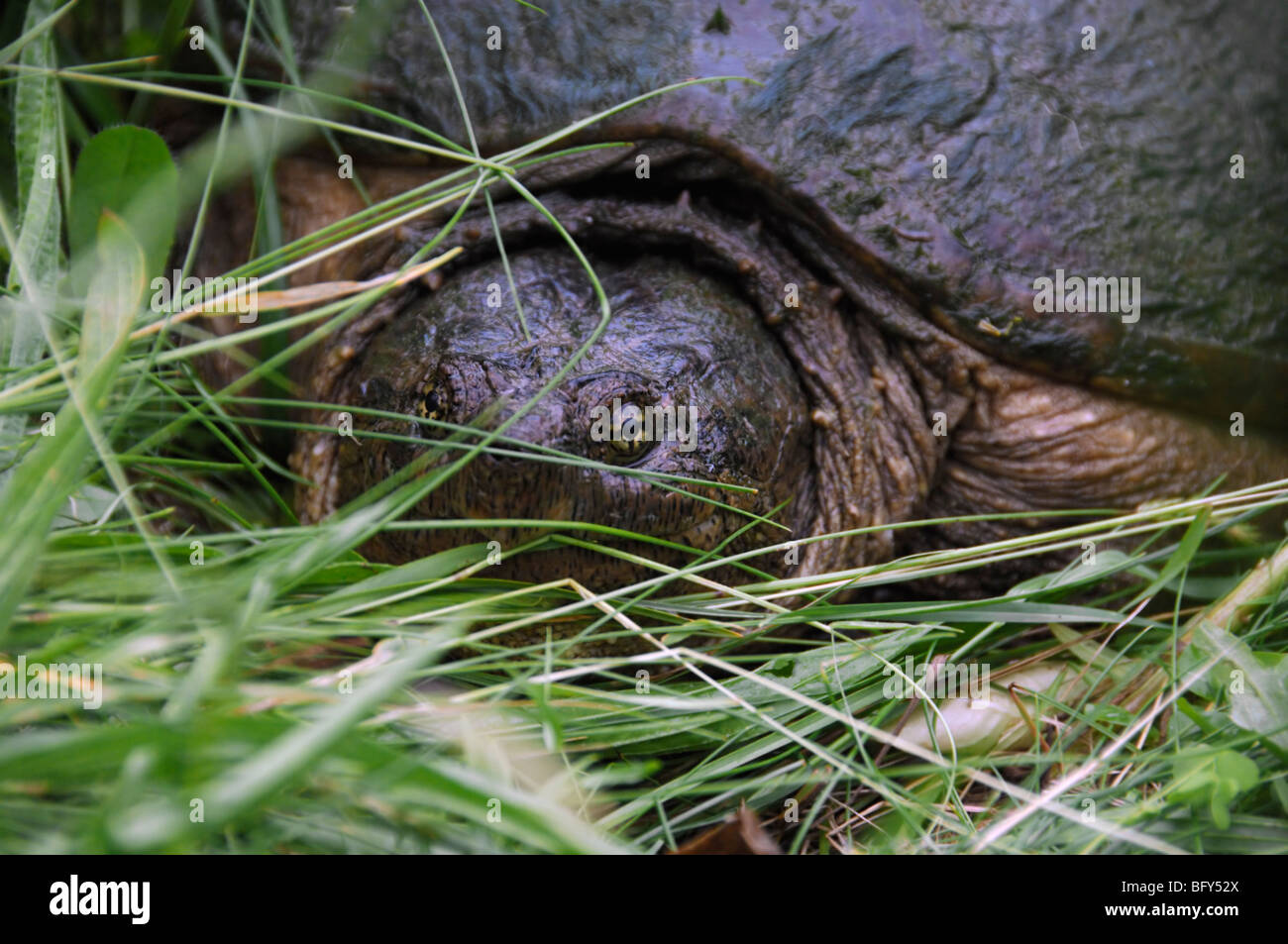 Snapping turtle macro hi-res stock photography and images - Alamy