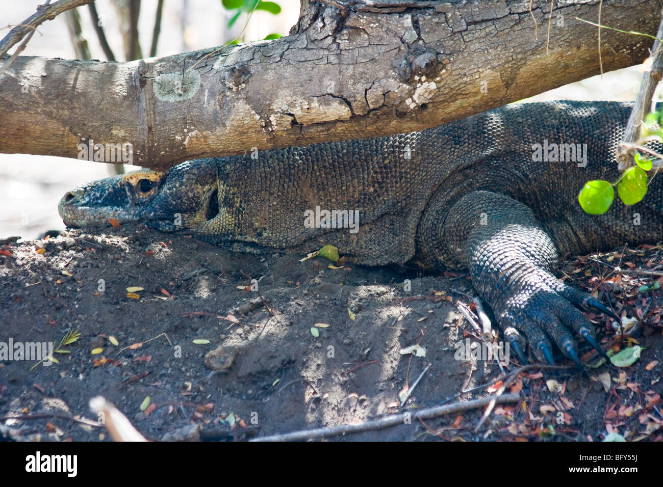 Komodo Dragon on nest of eggs, Komodo National Park, Indonesia Stock