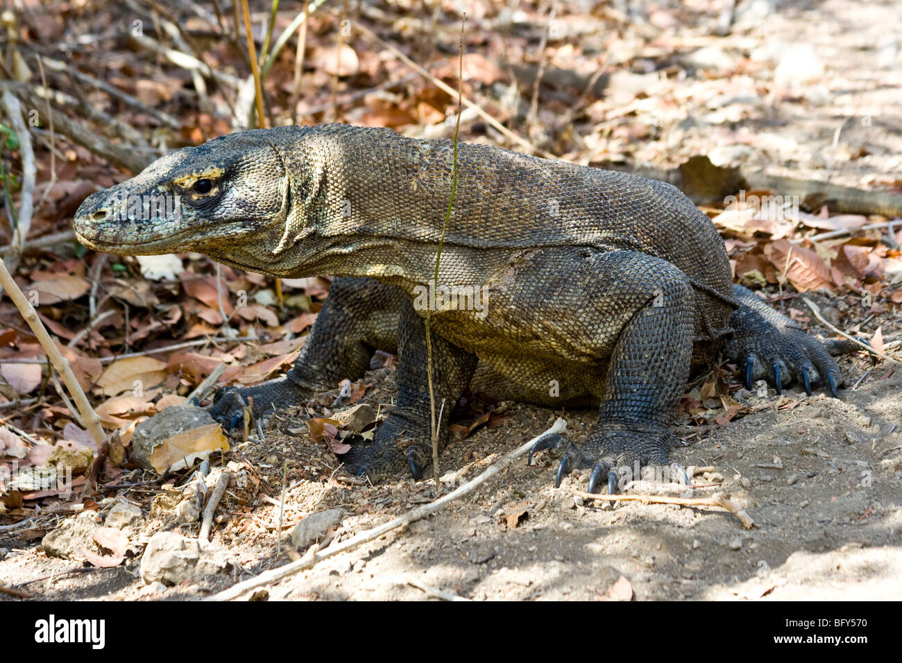 Loh Buaya National Park High Resolution Stock Photography And Images Alamy