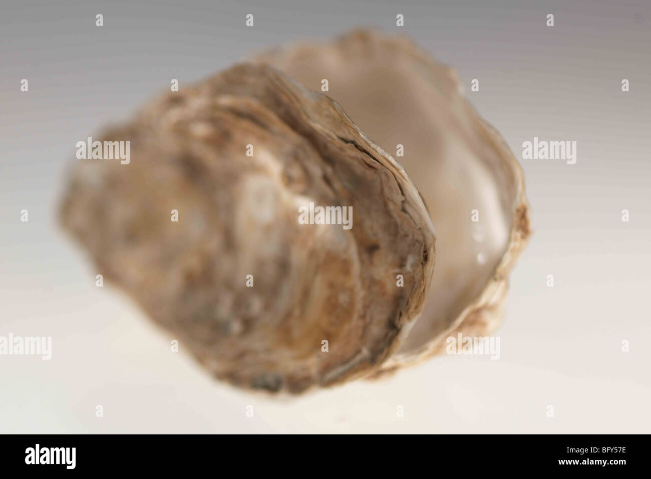 An open Oyster, Oyster shell on white/grey background / Cut Out Stock Photo