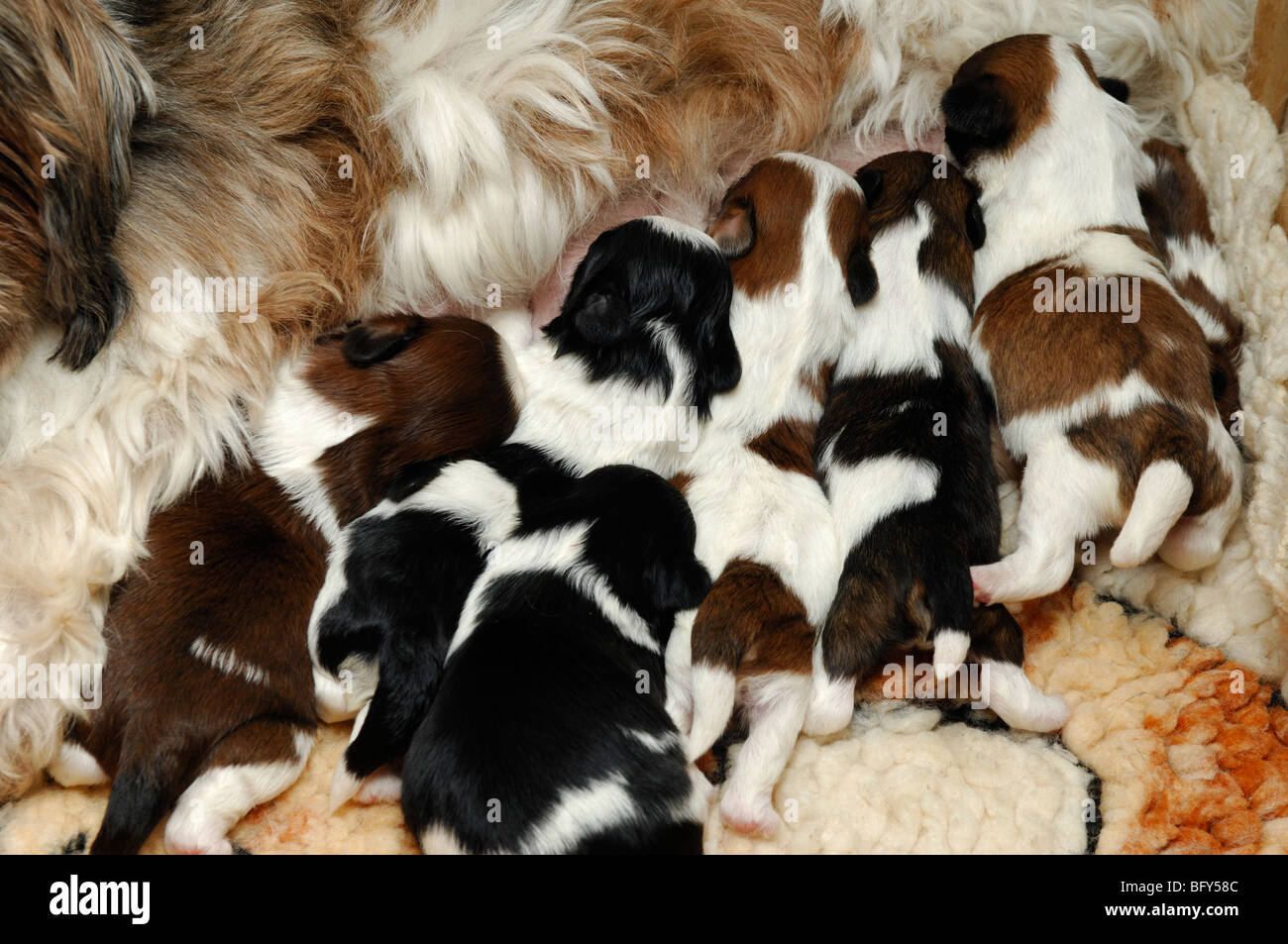 can shih tzu puppies drink milk