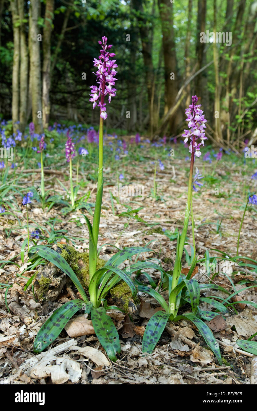 ORCHIS MASCULA; TWO EARLY PURPLE ORCHIDS Stock Photo