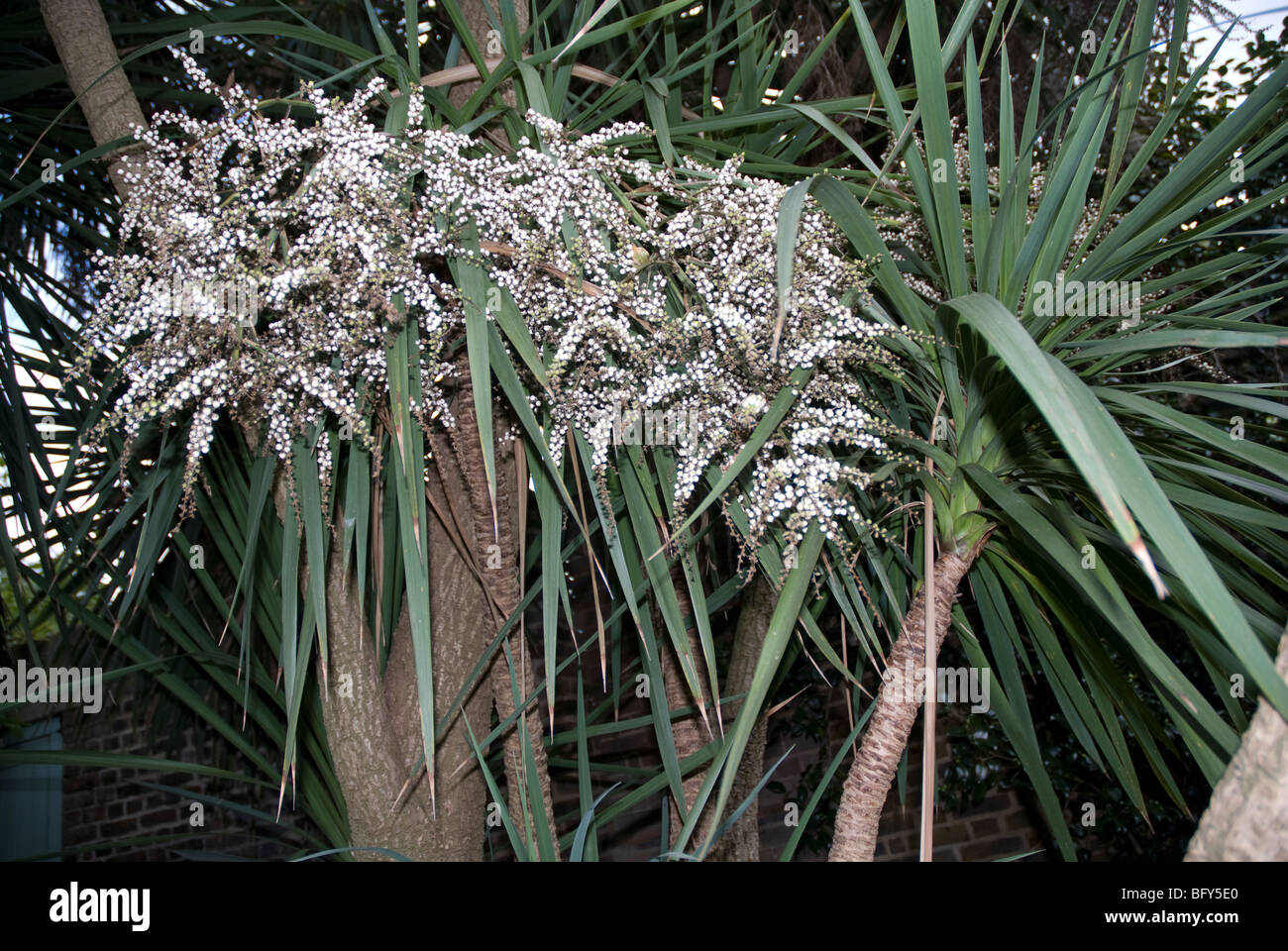 Cordyline Agavaceae Australis Stock Photo