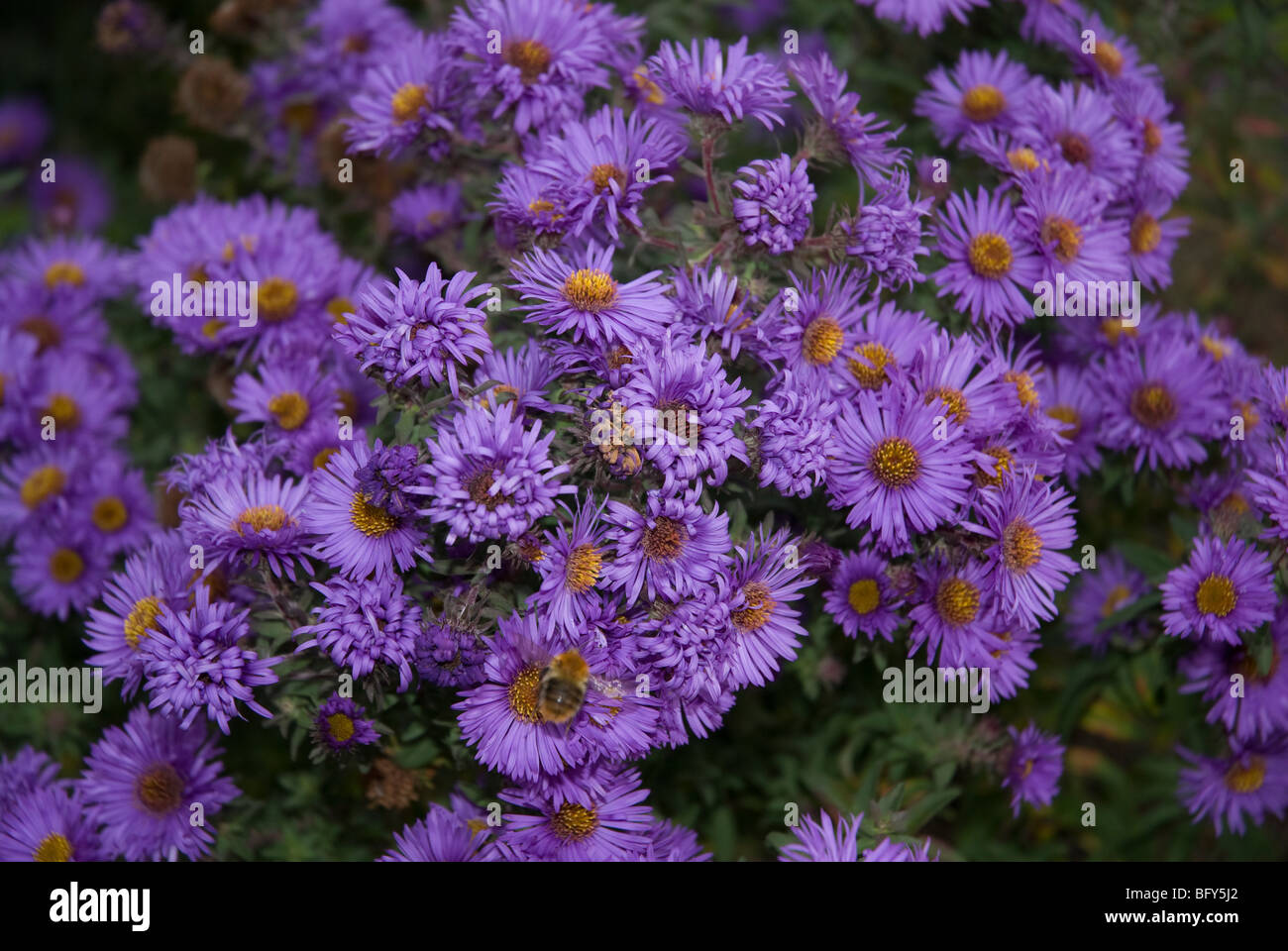 Symphyotrichum Novae Angliae Asteraceae Or New England Aster With Stock Photo Alamy