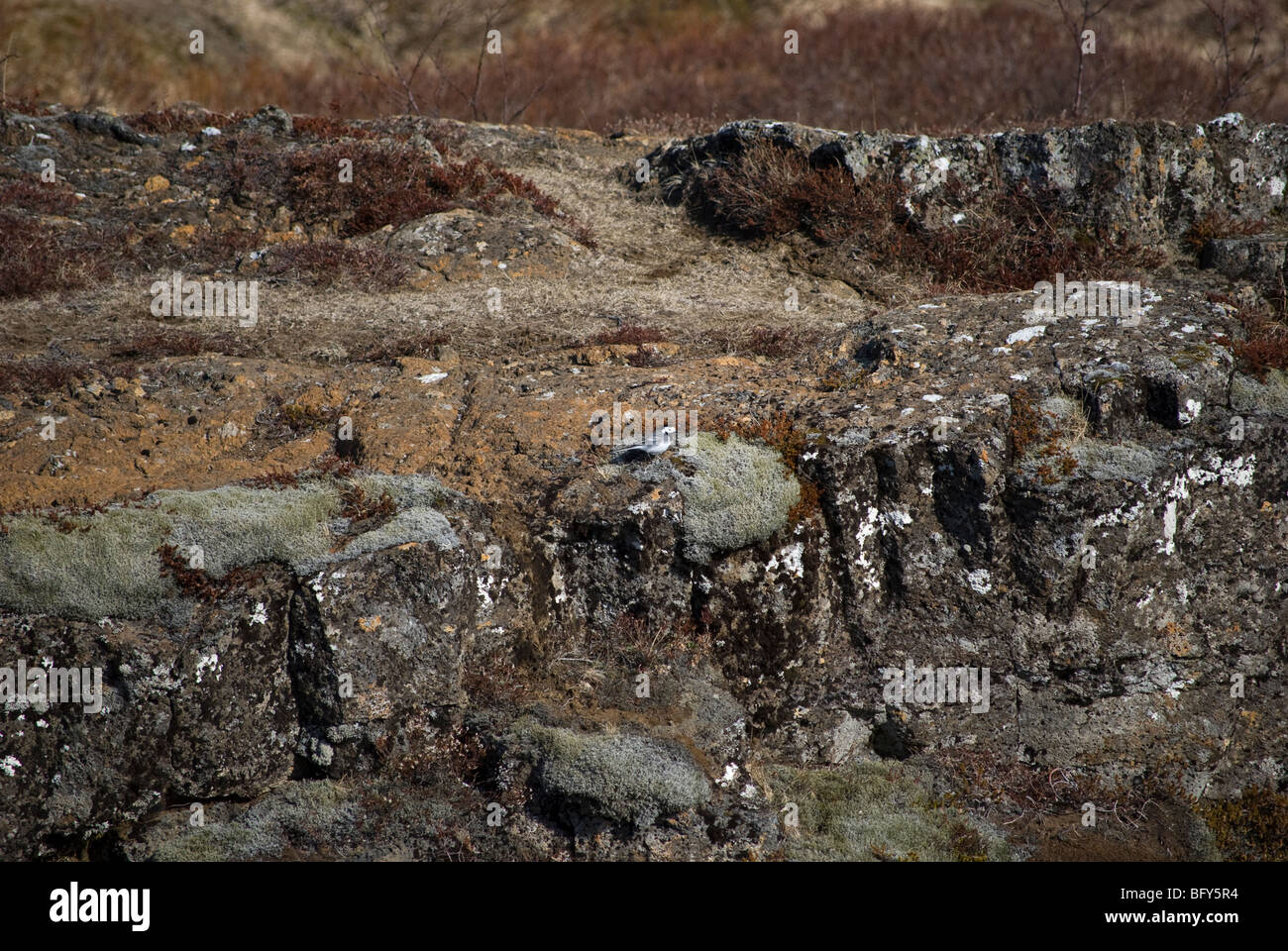 Pied wagtail (Motacilla alba) on volcanic rock, Iceland Stock Photo