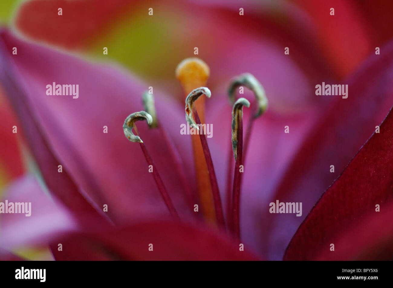 A close-up macro of an African lily stamens Stock Photo