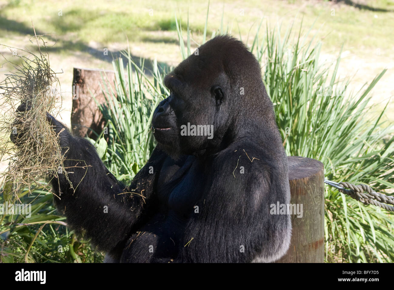 gorilla eating Stock Photo