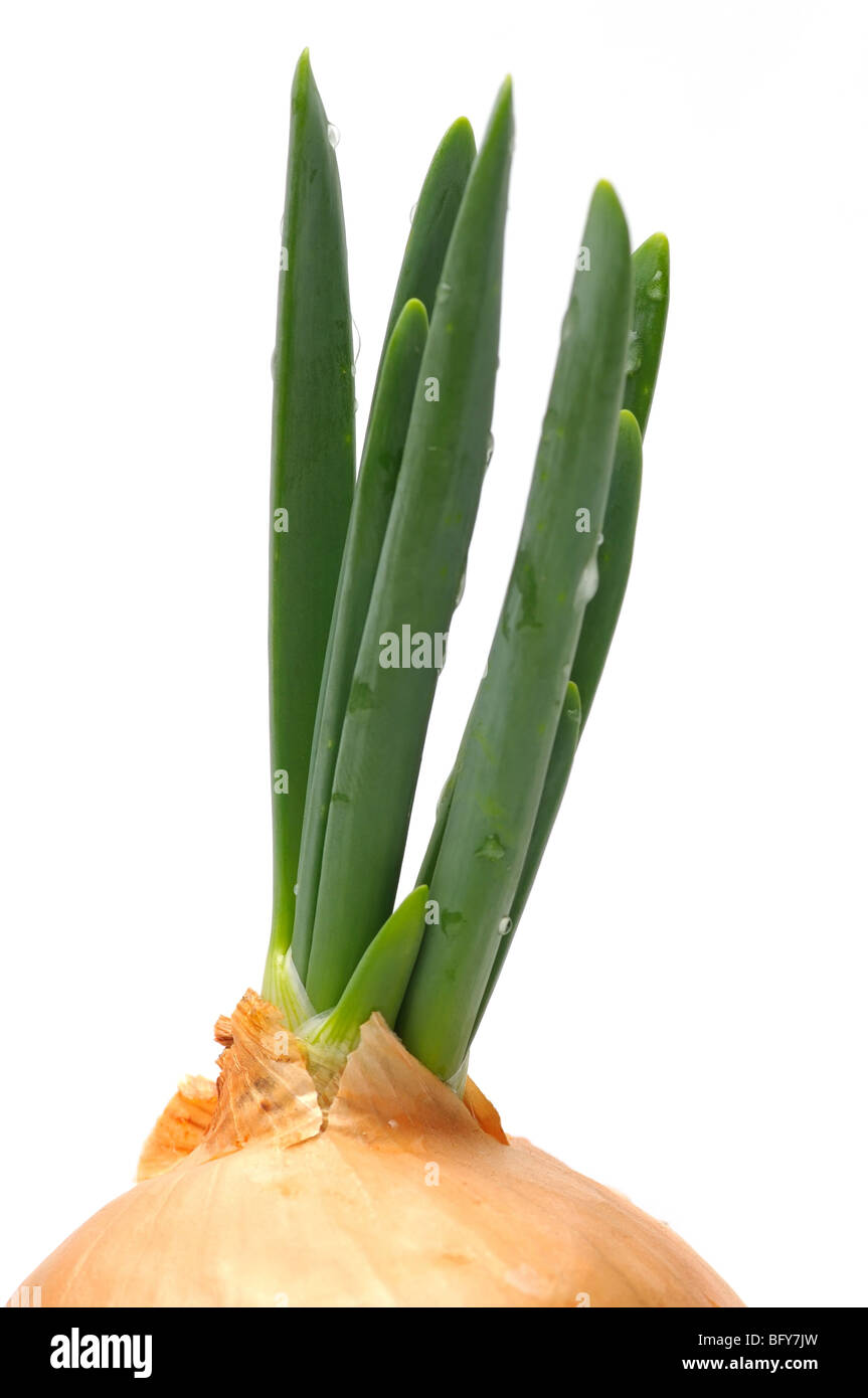 Green onion bulb on white background Stock Photo