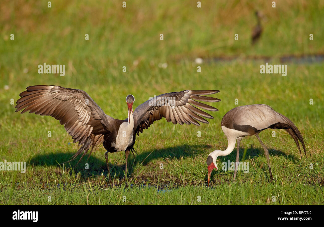 Wattled crane in a courtship dance Stock Photo