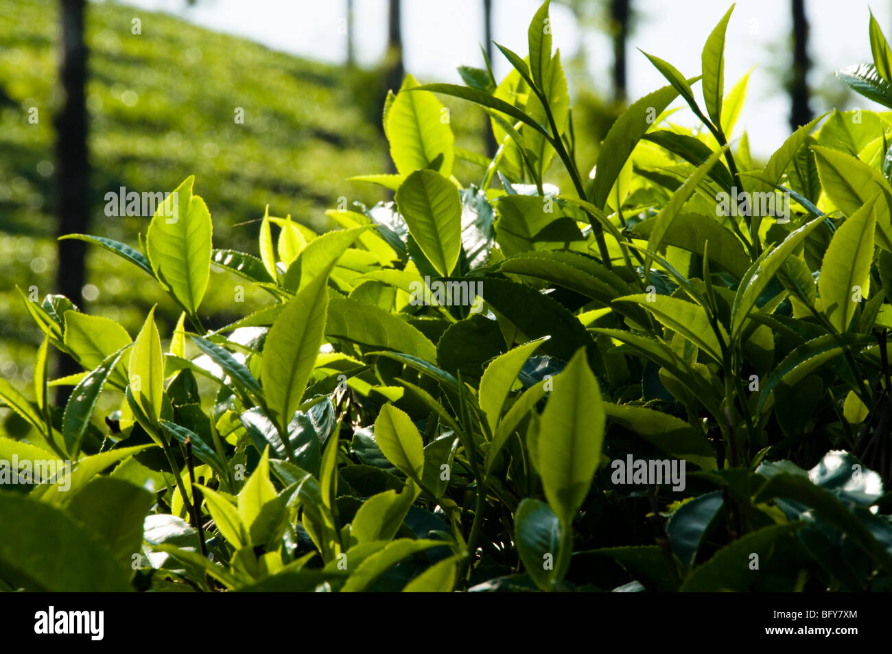 Tea leaves, close up in daylight, Munnar Stock Photo - Alamy
