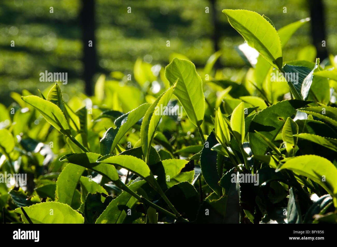Tea leaves, close up in daylight, Munnar Stock Photo