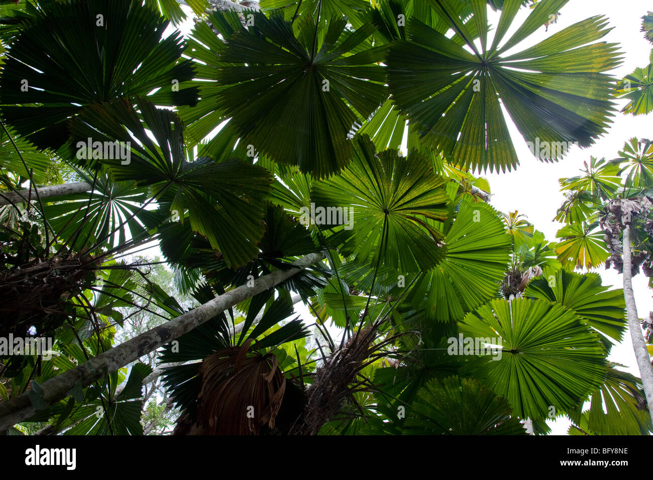 Fan Palm, Licuala ramsayi, Mission Beach, Queensland, Australia Stock Photo