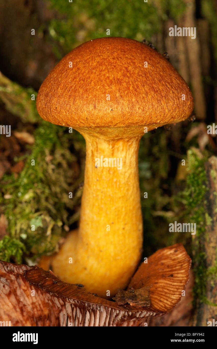 Fungal fruiting body on a tree stump Stock Photo