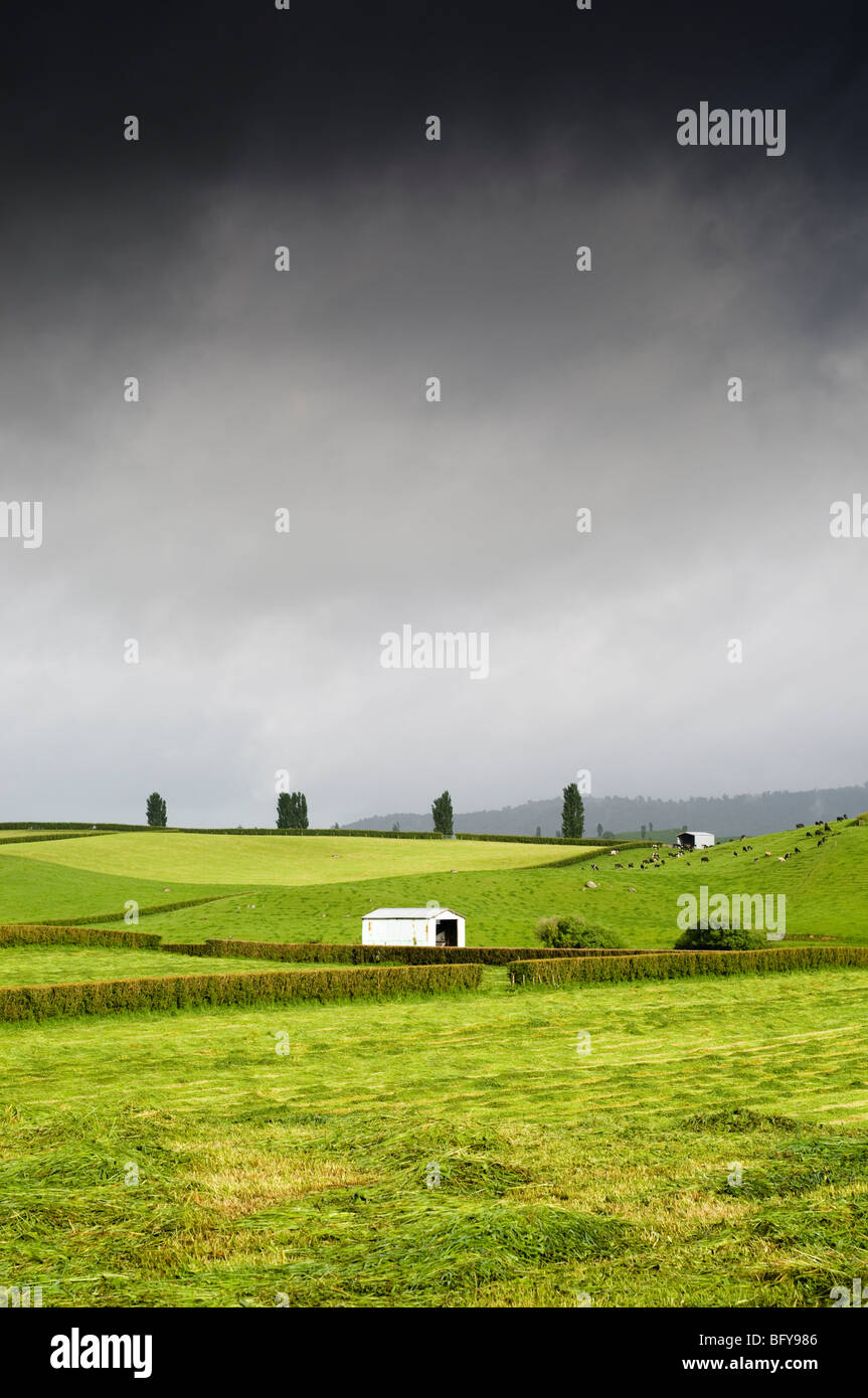 Farm land with barn and moody sky, Waikato, New Zealand Stock Photo