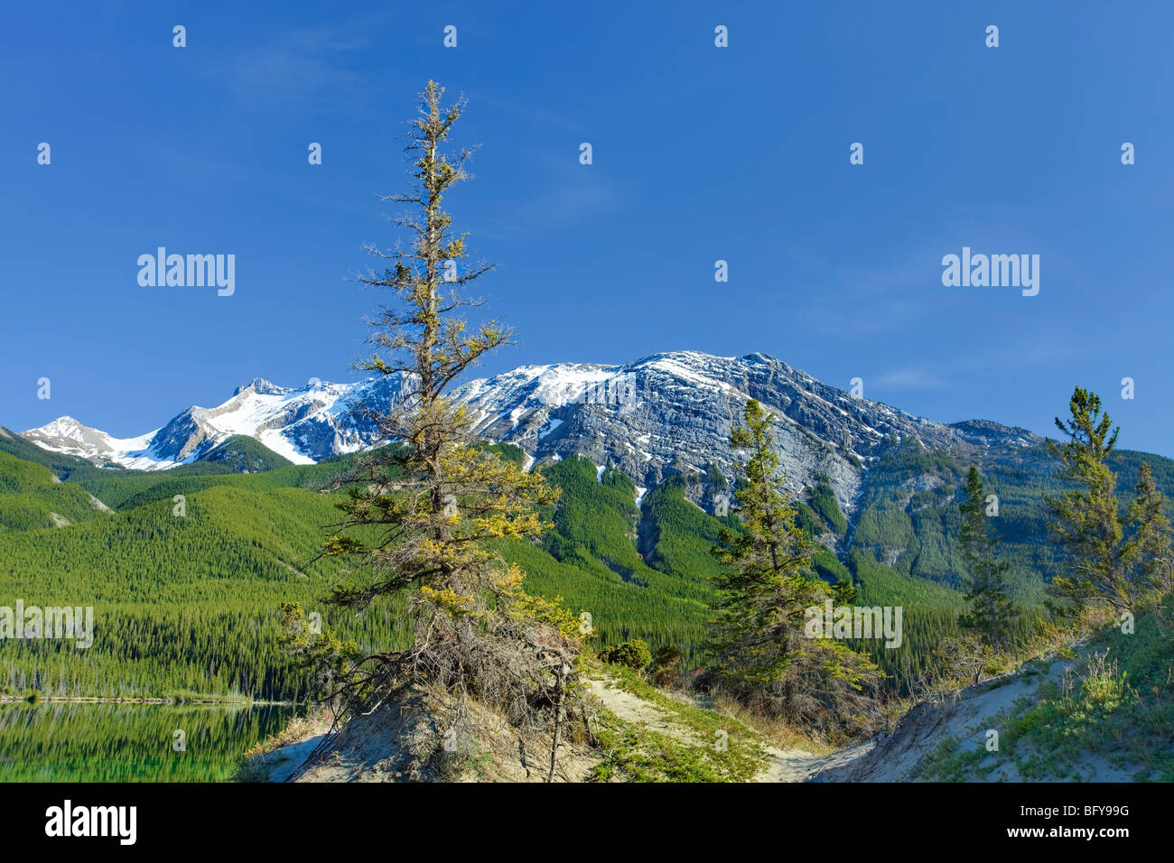 Evergreens and Mountain on Sunny Afternoon, Jasper National Park, Alberta, Canada Stock Photo