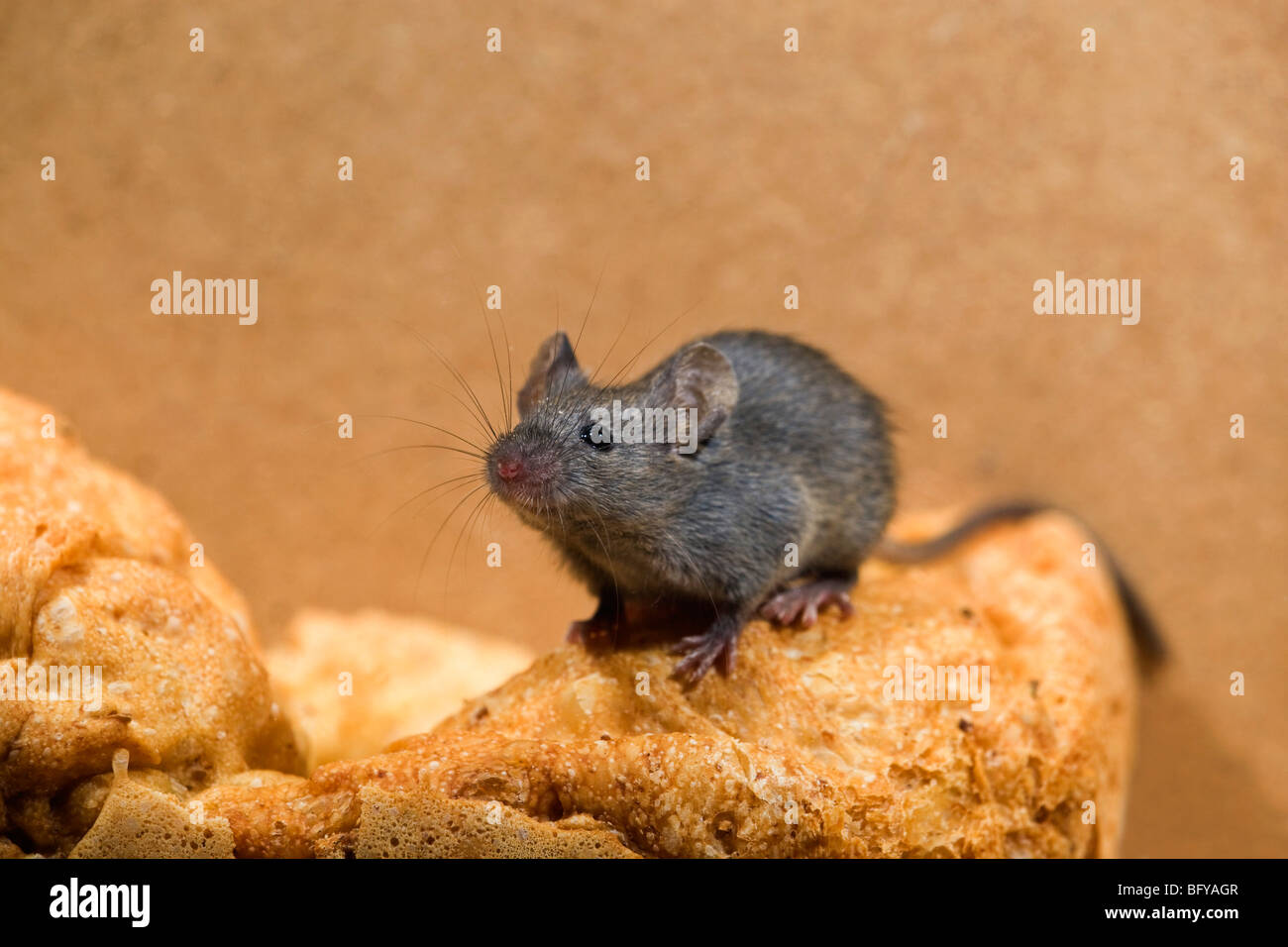 house mouse; Mus musculus; on loaf of bread Stock Photo