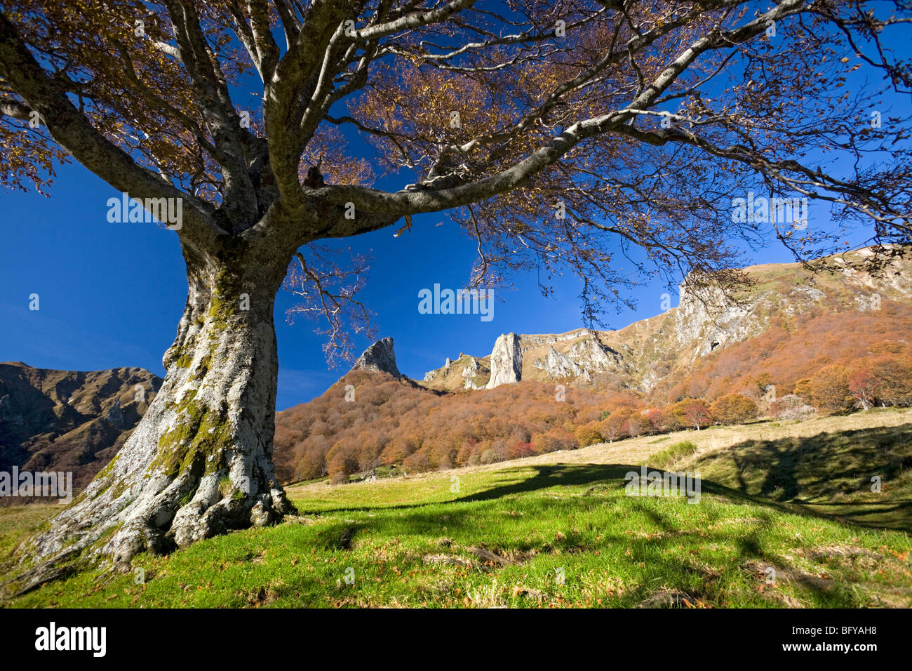 In Autumn, a beech tree (Fagus sylvatica) in the Chaudefour valley (Auvergne - France). Hêtre dans la vallée de Chaudefour. Stock Photo