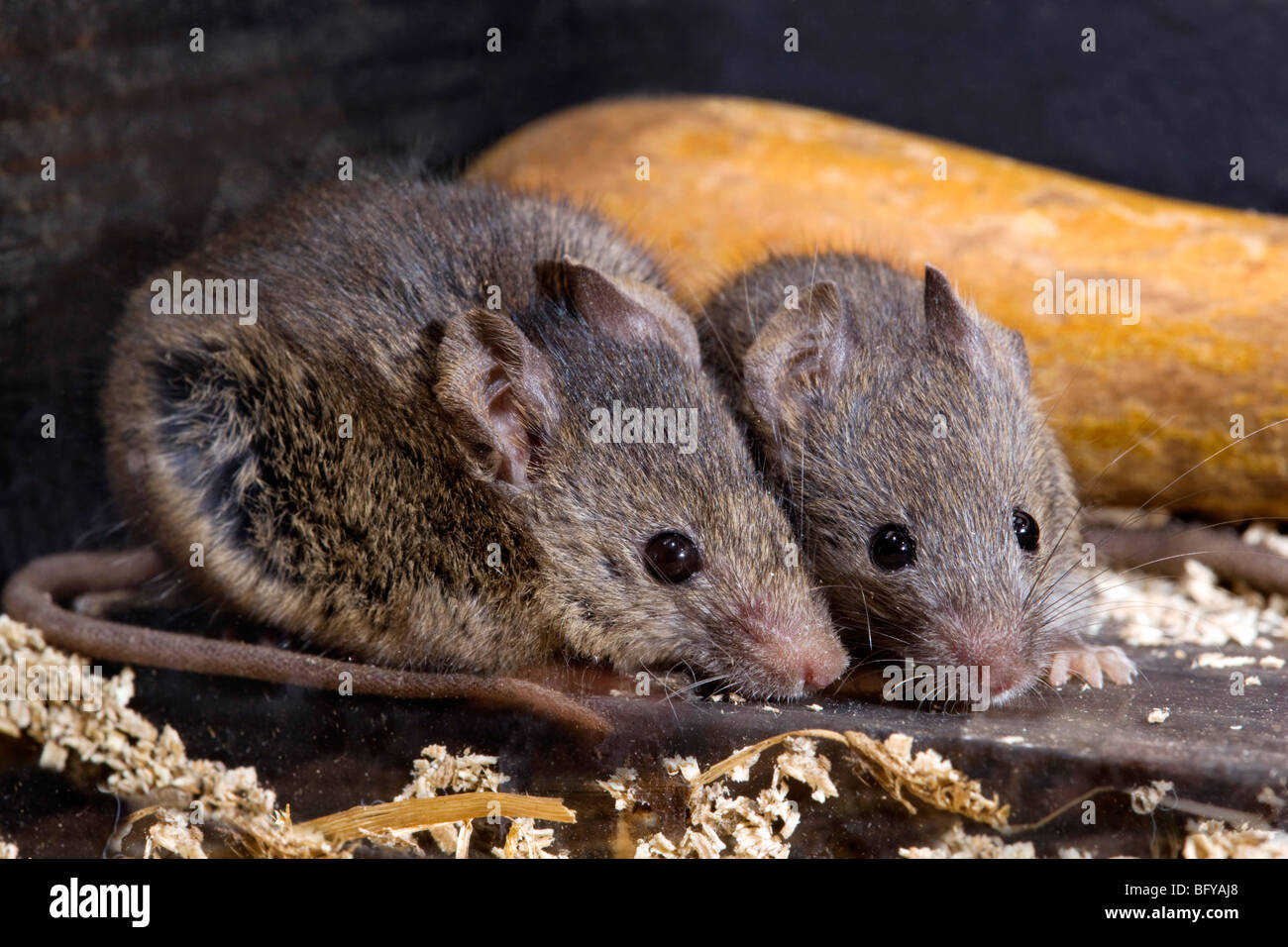 house mouse; Mus musculus; pair; Stock Photo