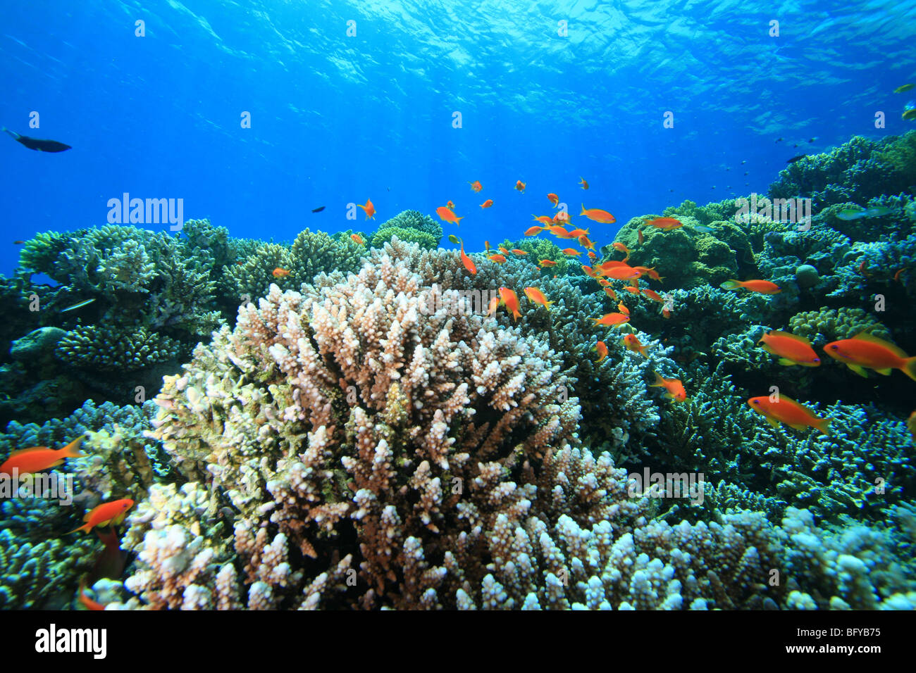 Coral in the Ocean Stock Photo Alamy