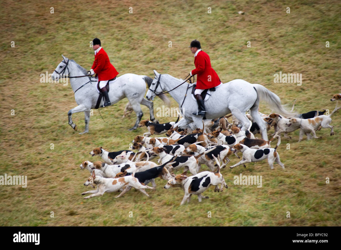 Fox Hunting, Blessing of the Hounds , Elkridge Harford Hunt club, Stock Photo