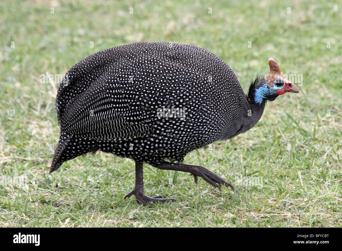 Helmeted Guineafowl Numida meleagris Taken In Ngorongoro Crater, Tanzania Stock Photo