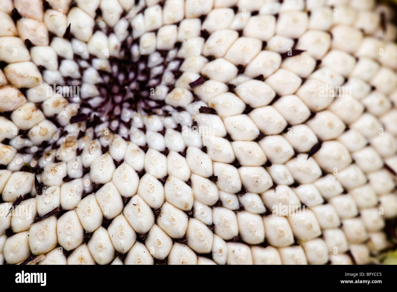 Sunflower Seed Head; in detail; Cornwall Stock Photo