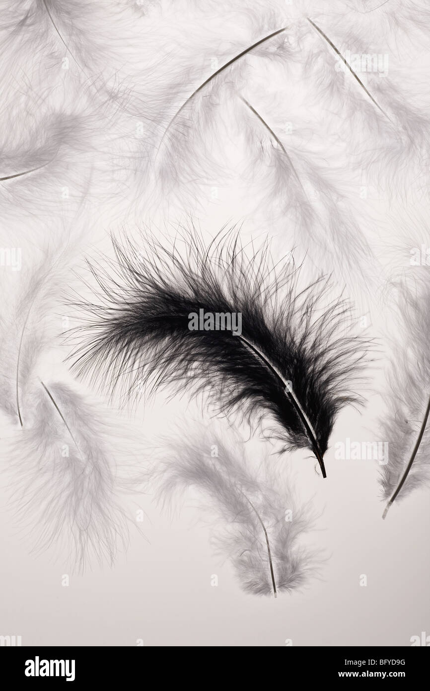 Black and white feathers Stock Photo - Alamy