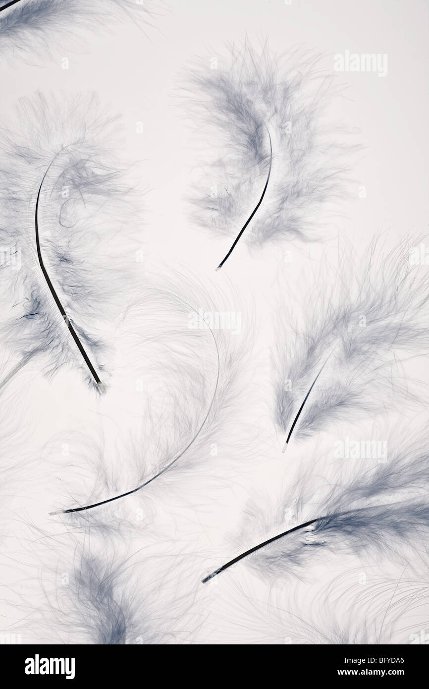 White feathers Stock Photo