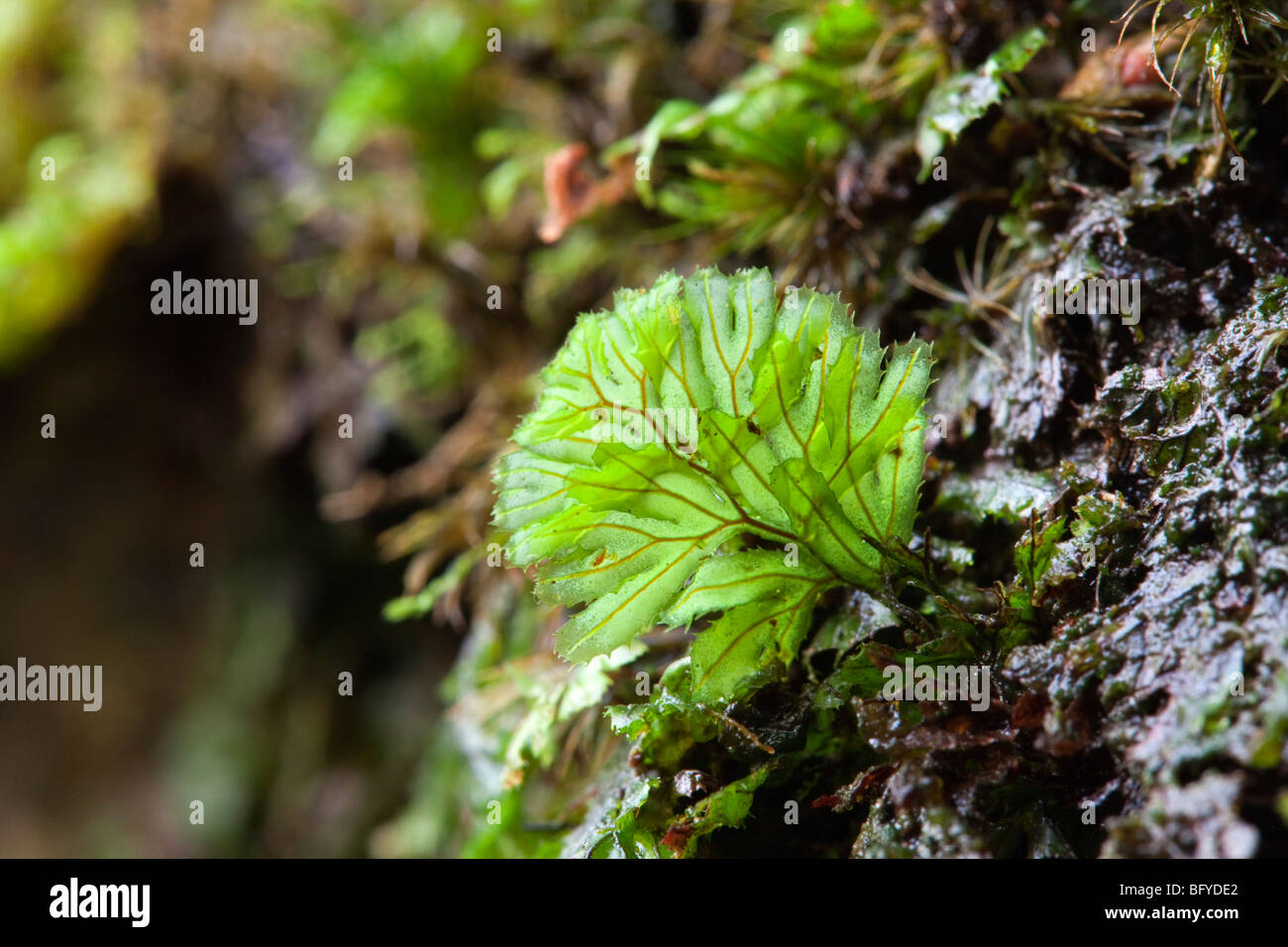Tunbridge Filmy Fern; Hymenophyllum tunbrigense; Golitha Falls; Cornwall Stock Photo