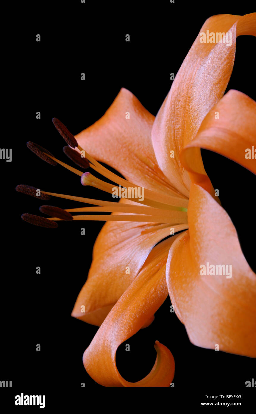 Orange Asiatic Lily Stock Photo Alamy
