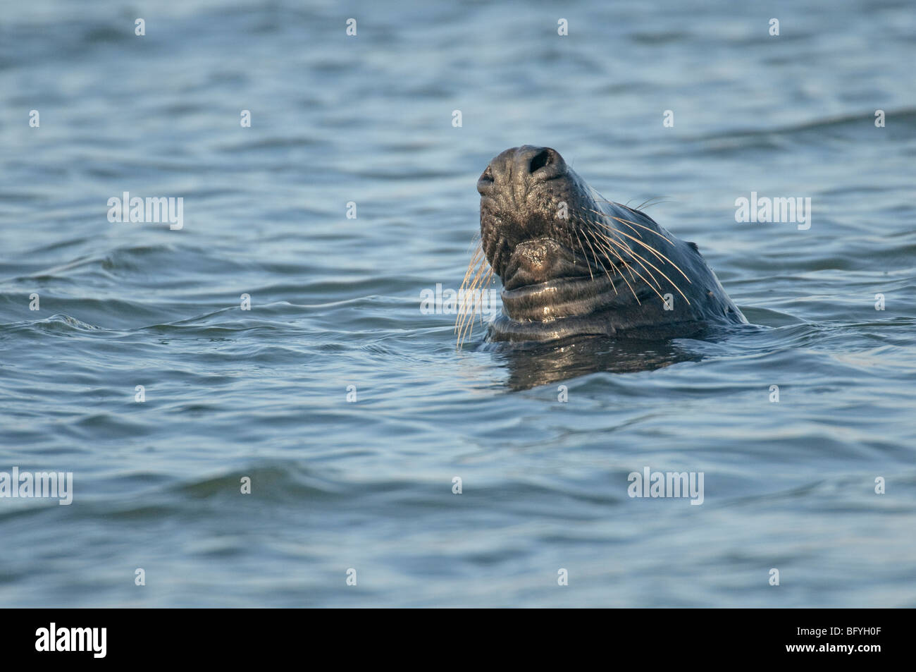 Atlantic grey seal Halichoerus grypus 'bottling'. Norfolk. Stock Photo
