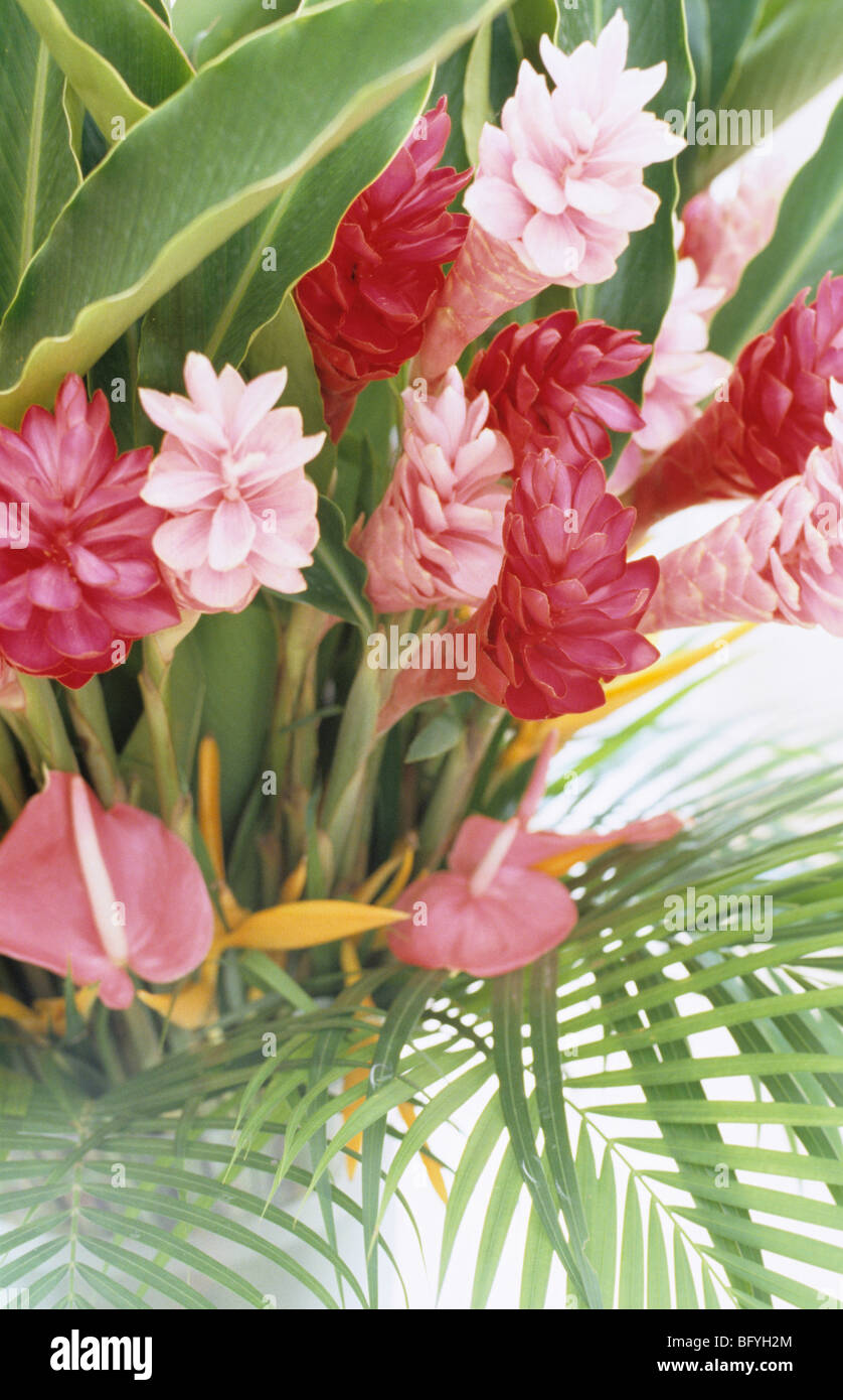 flower bouquet of ginger lilies pink heliconias and anthurium BFYH2M